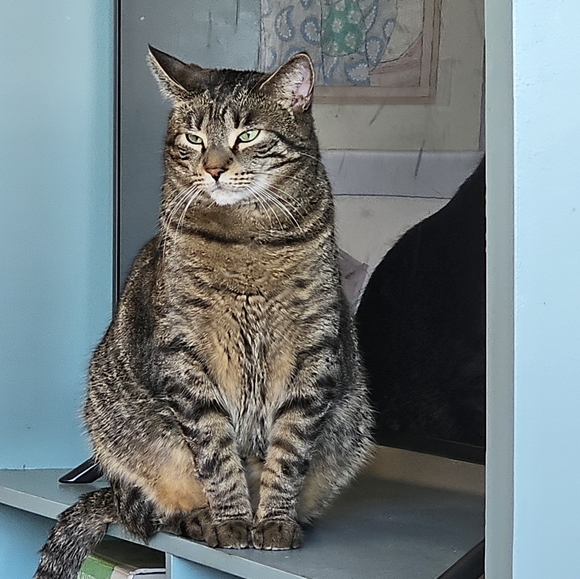 Meet your Posher, Ory - Picture 2 of 4